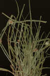 Asian spikesedge